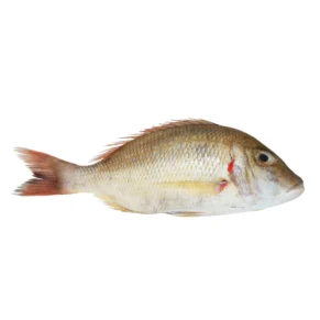 White Snapper